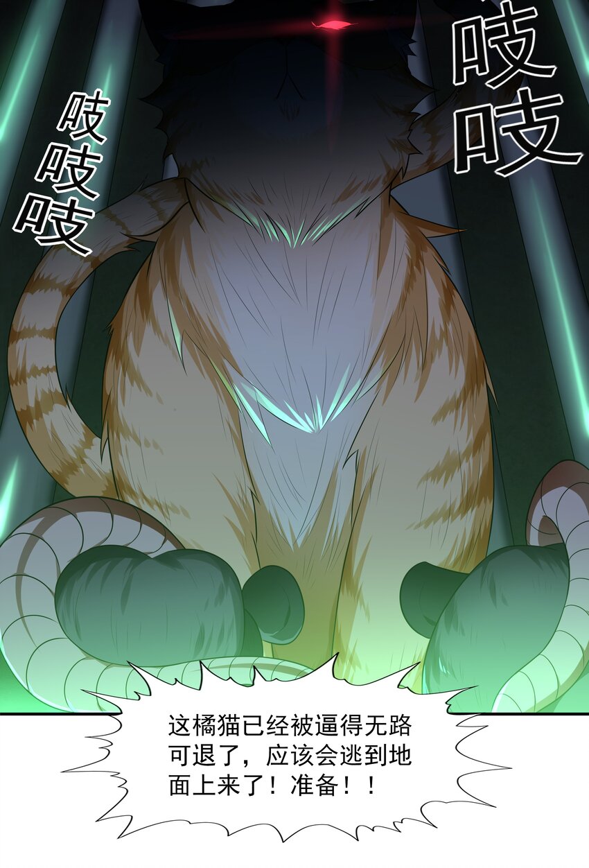 7 这猫真大35