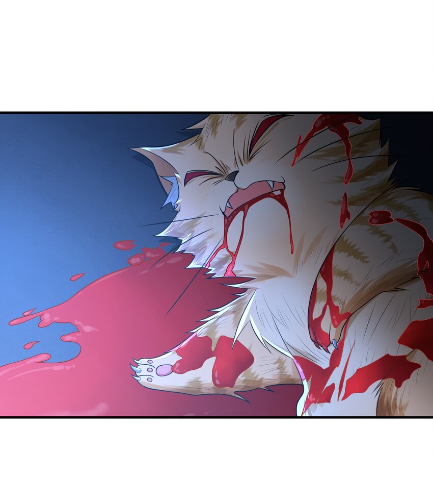 7 这猫真大54
