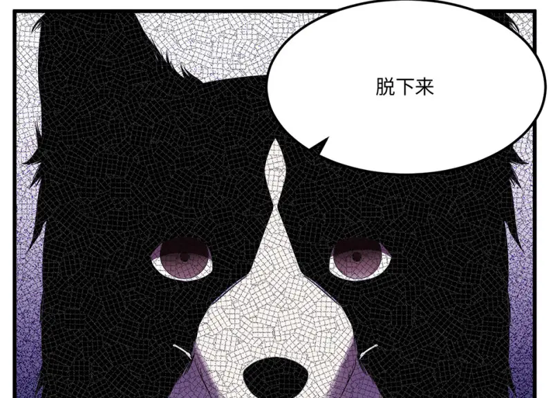 宠物食粮·四118