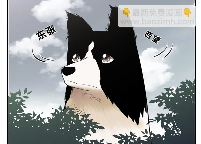 宠物食粮·五13