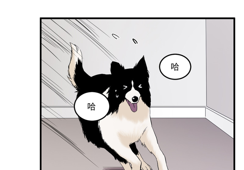 宠物食粮·三8