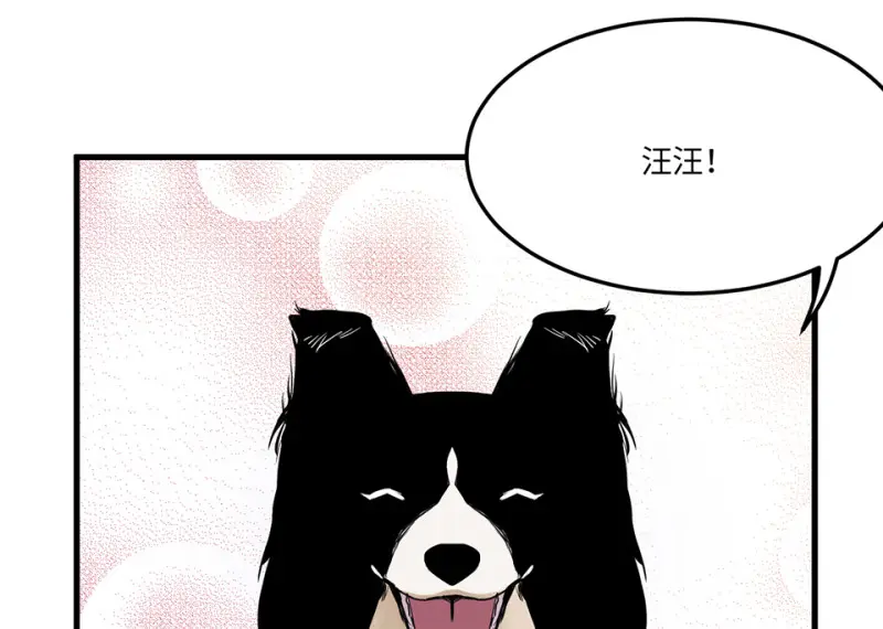 宠物食粮·四62
