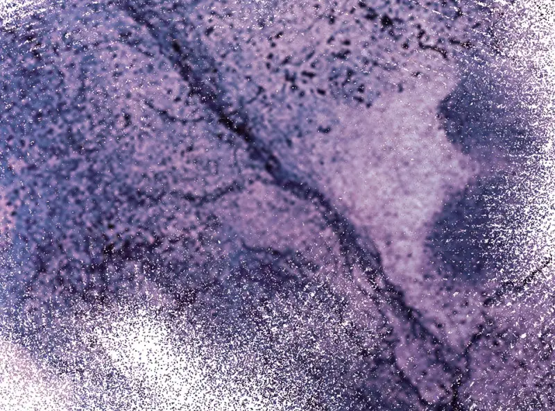 野蜘蛛·二155