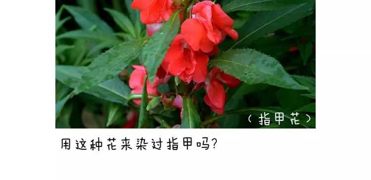 美甲69