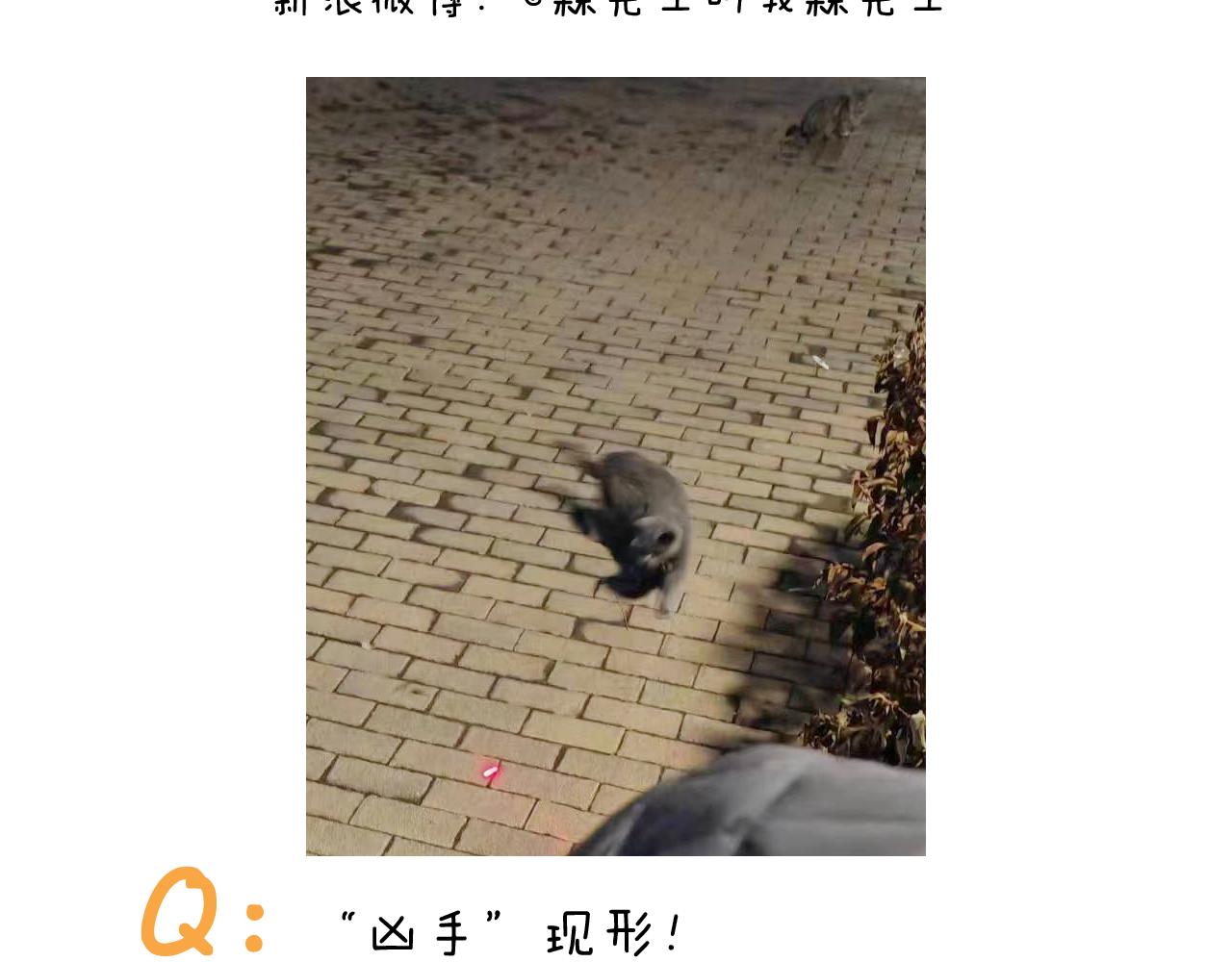 第422话 与猫大战245