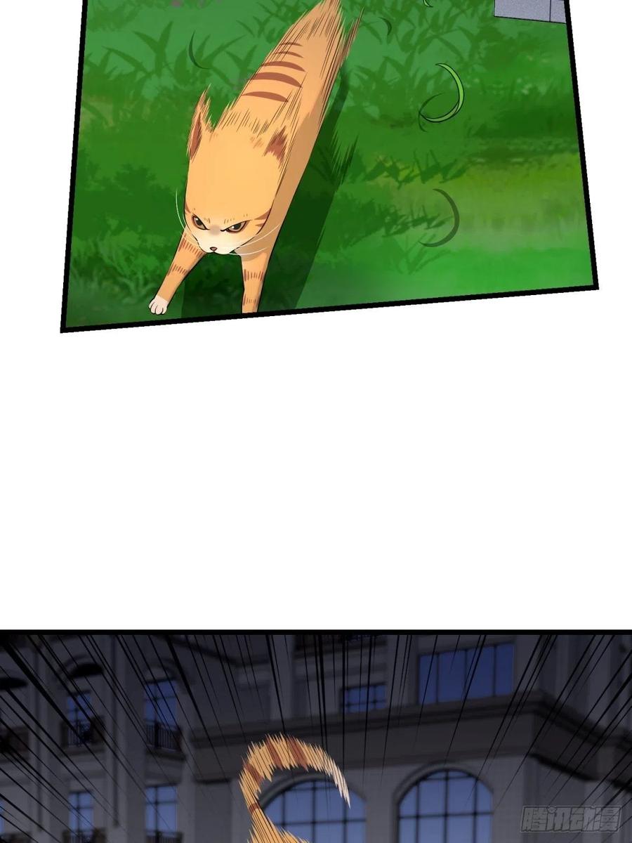猫灵626
