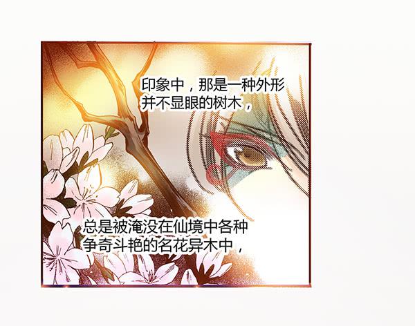 06 樱桃树木14