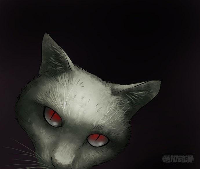 猫-416