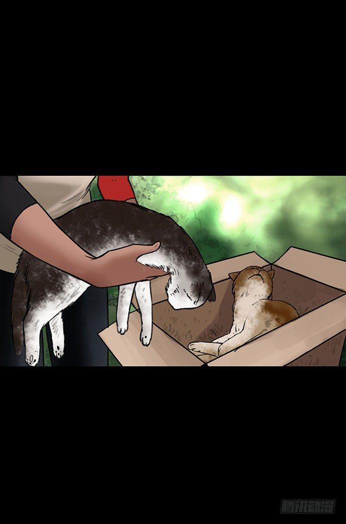 猫-354