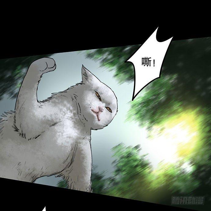 猫-238