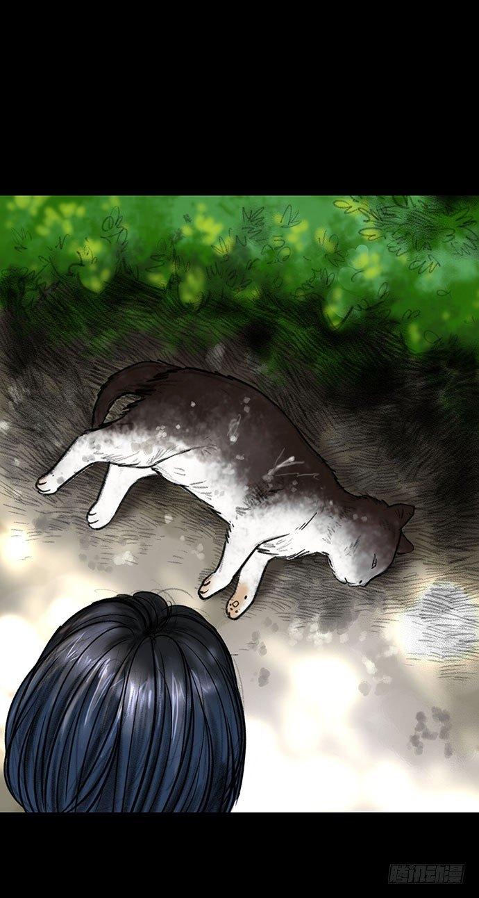 猫-353