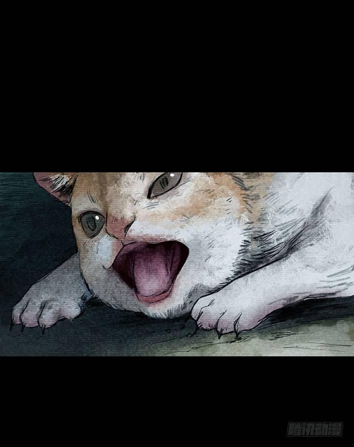 猫-30