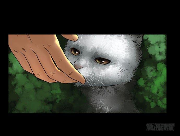 猫-262