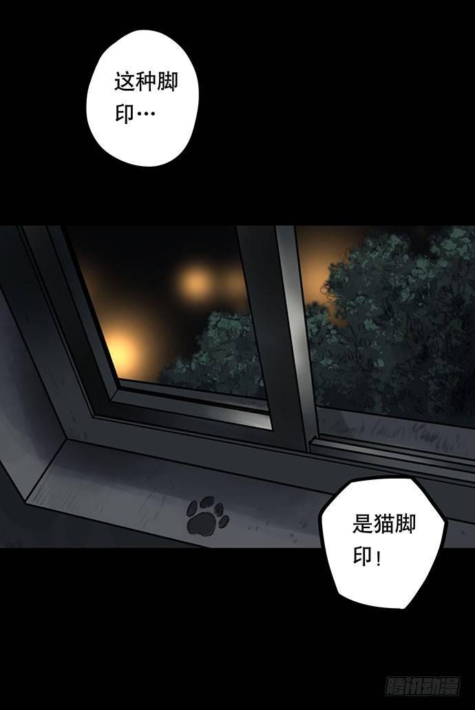 猫-323