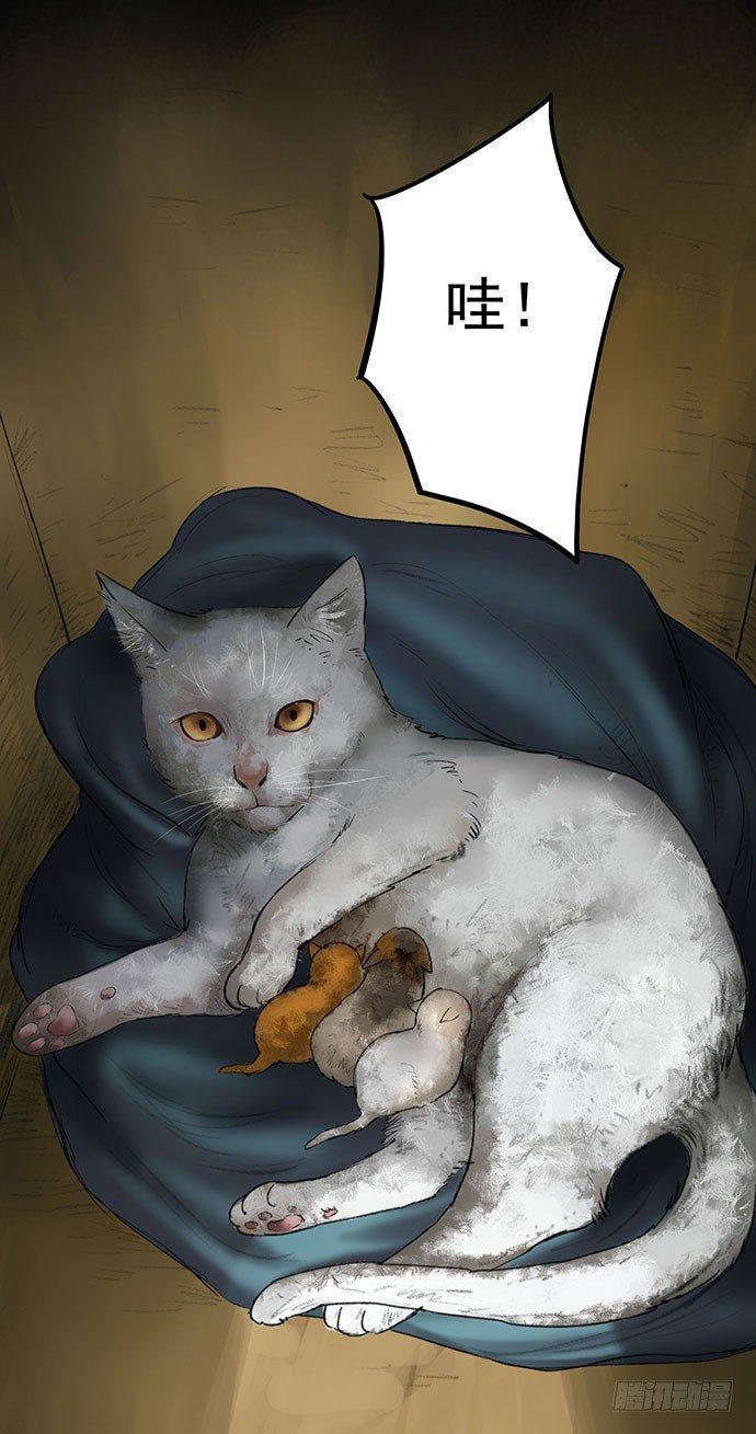 猫-116