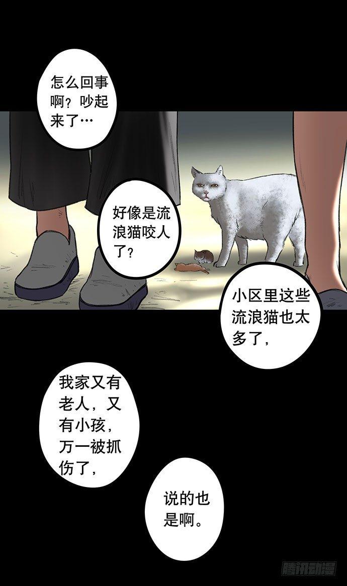 猫-255