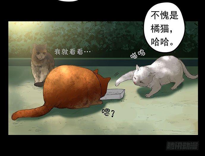 猫-110