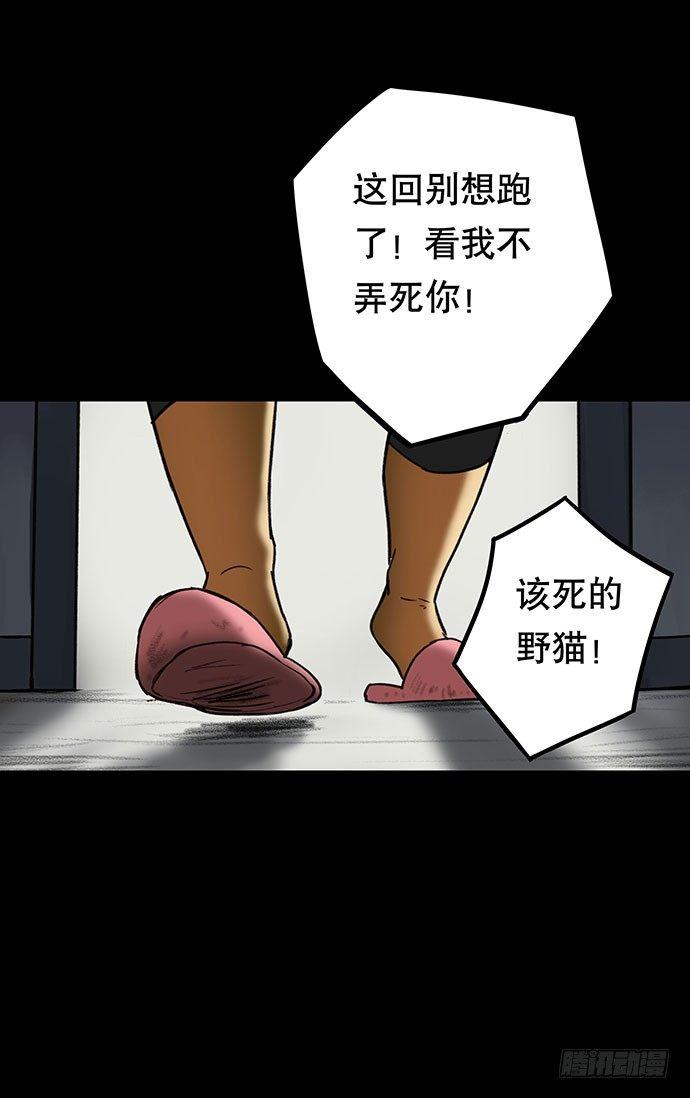 猫-333