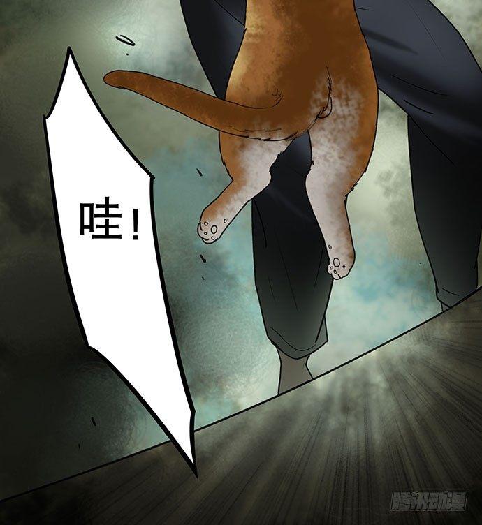 猫-554