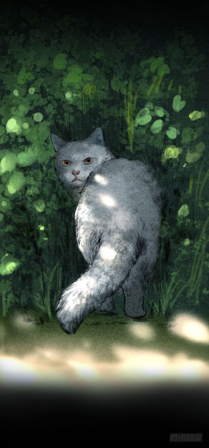 猫-33