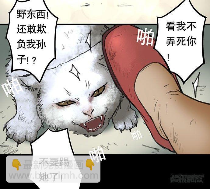 猫-246