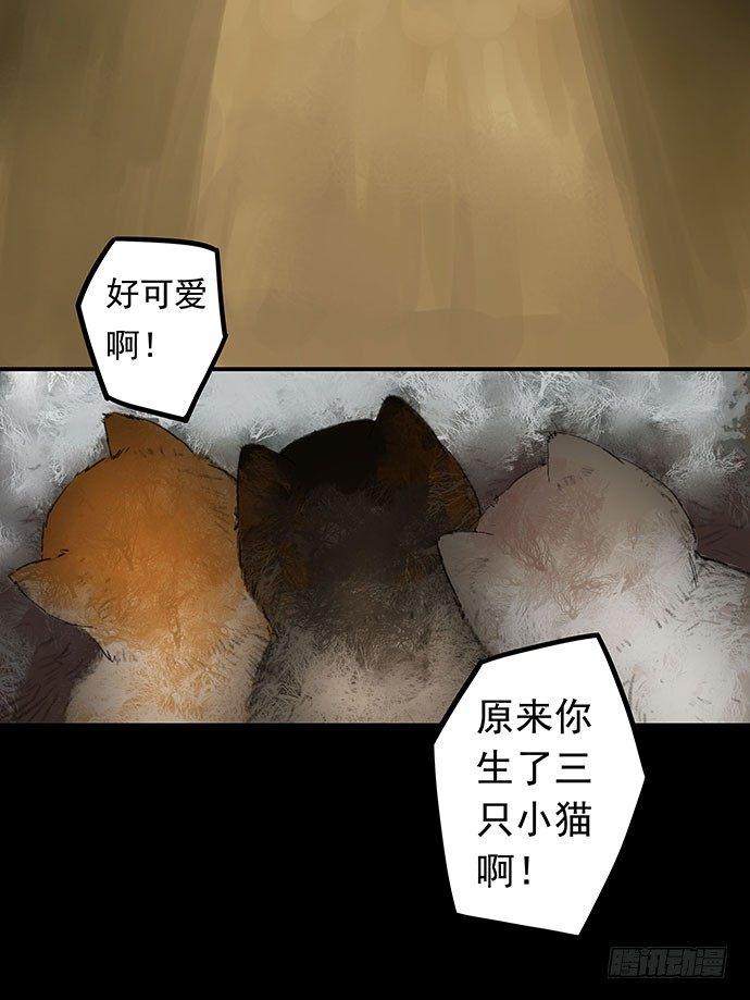 猫-117