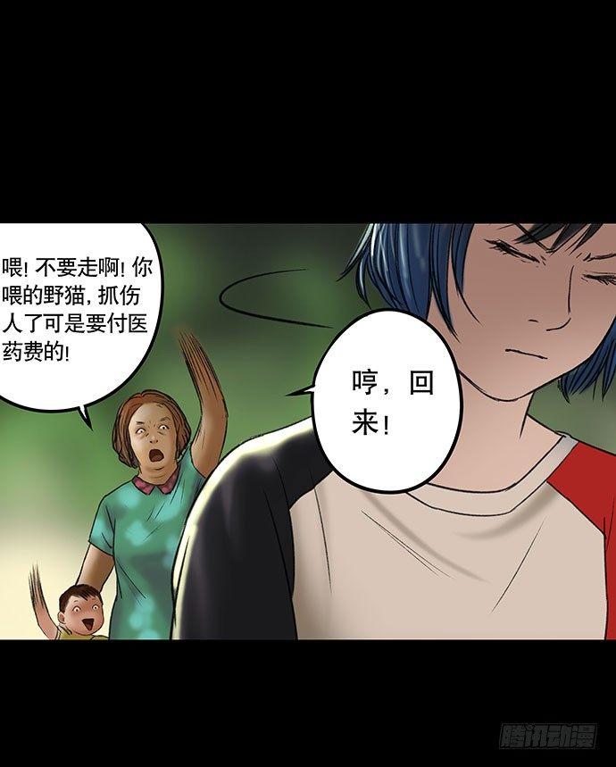 猫-256
