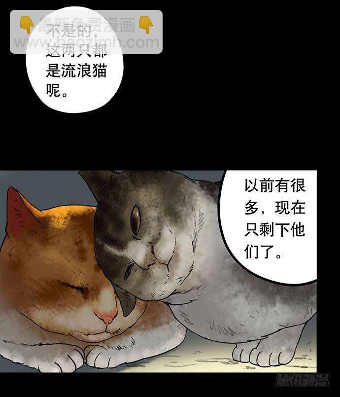 猫-537