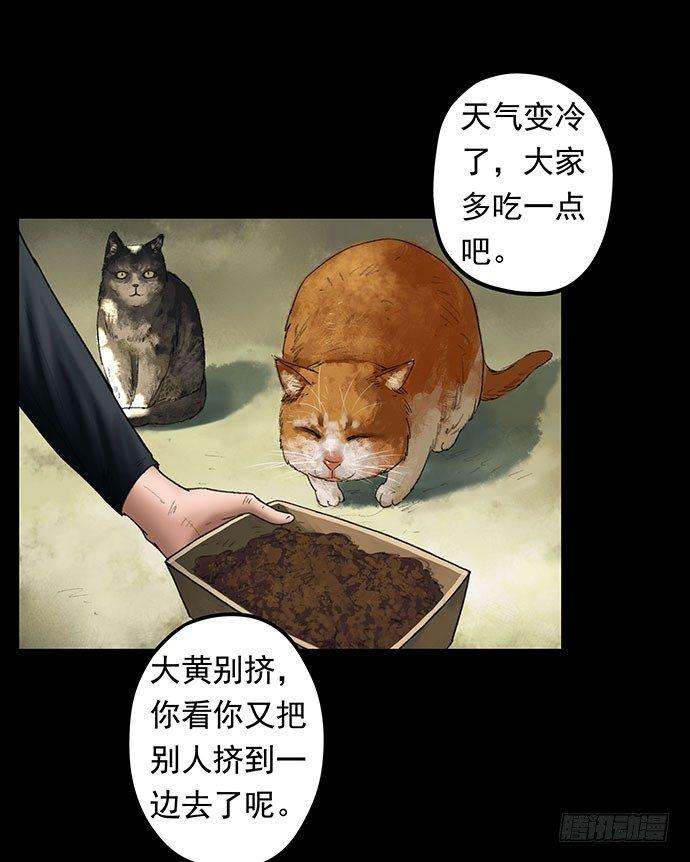 猫-19