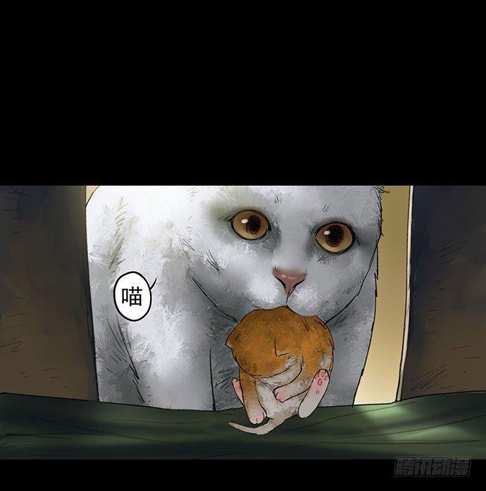 猫-144
