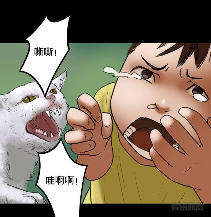 猫-241