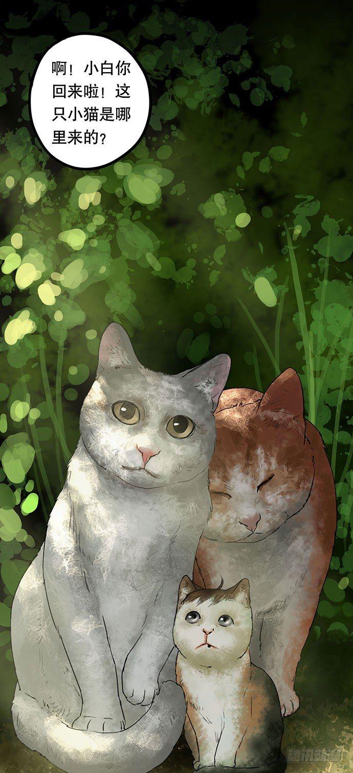 猫-5104