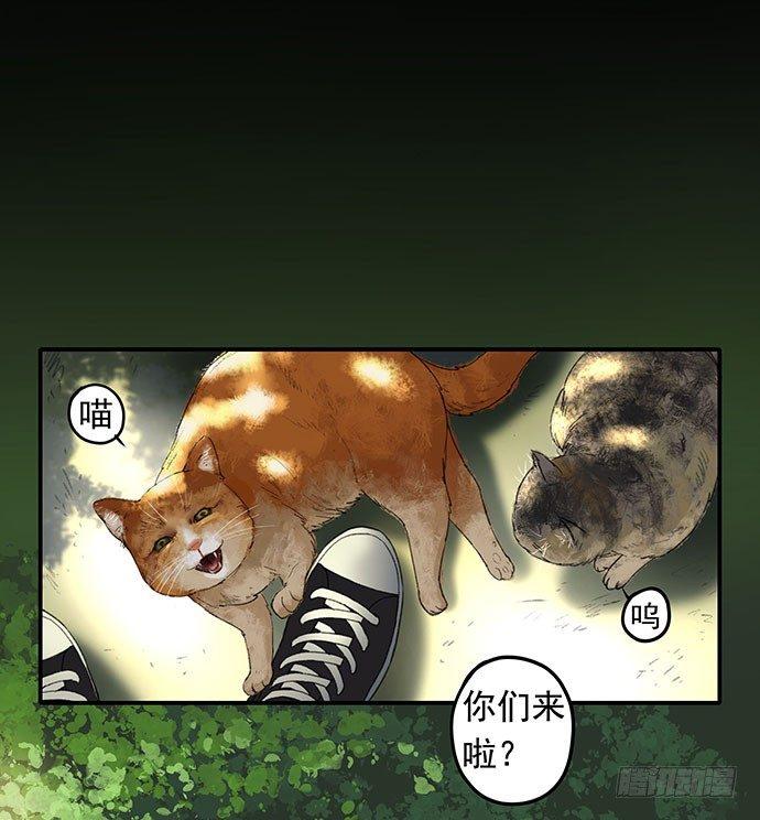 猫-11