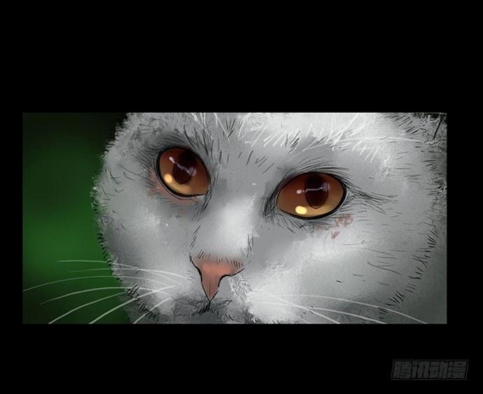 猫-261