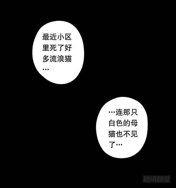 猫-356