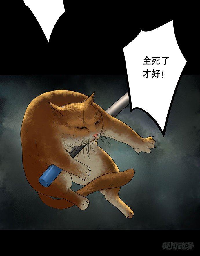 猫-558