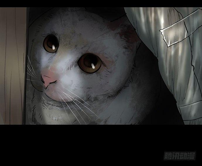 猫-137