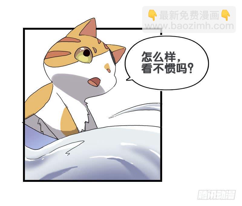 13.猫老大6