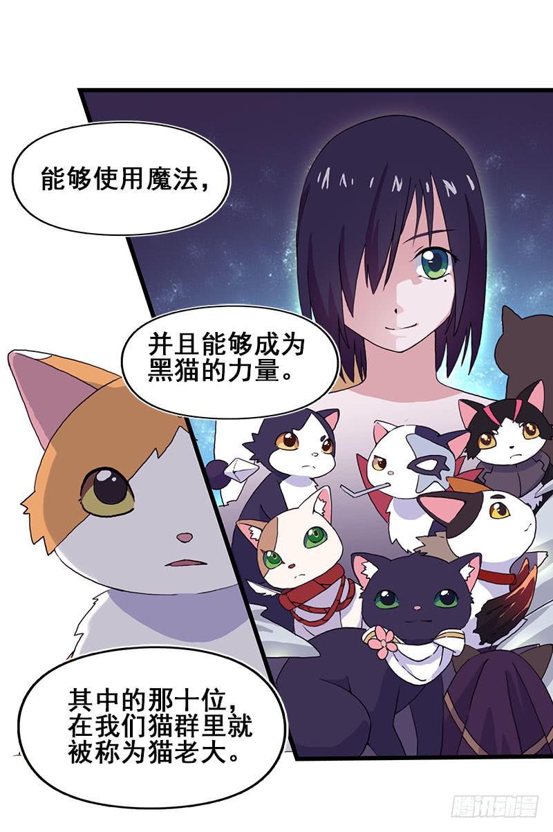 13.猫老大38