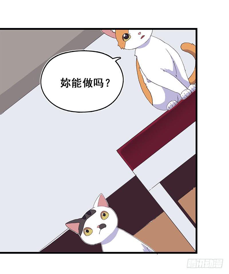 13.猫老大44