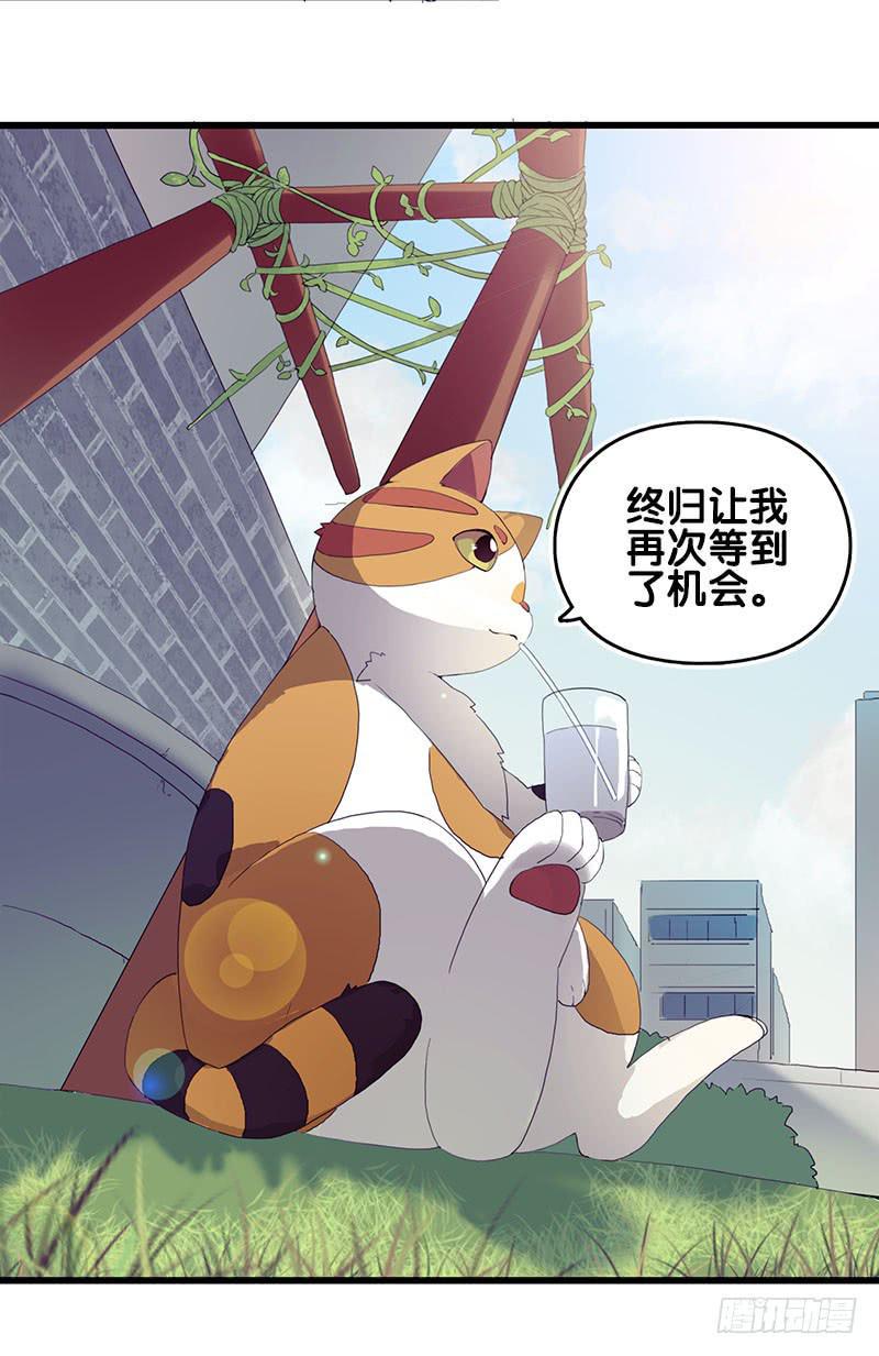 13.猫老大13