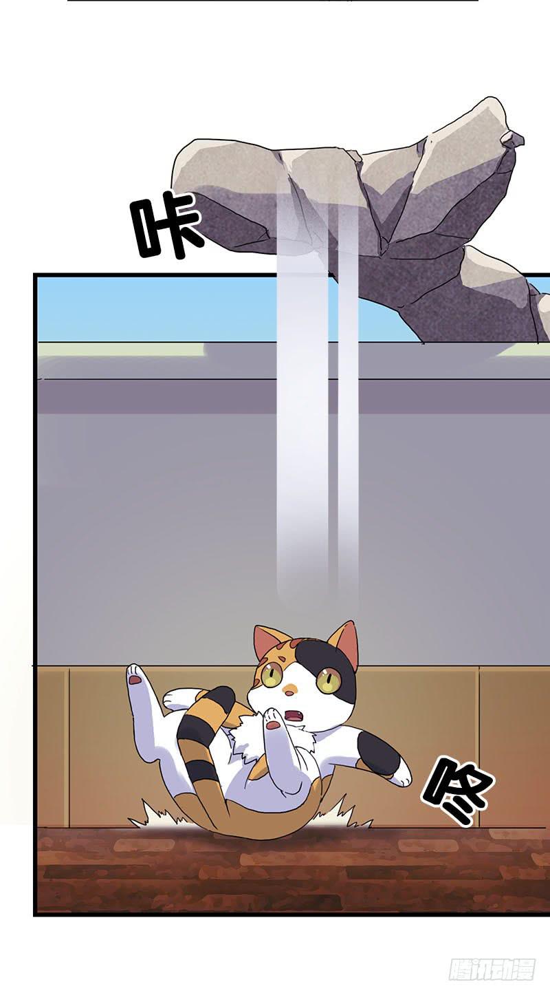 13.猫老大29