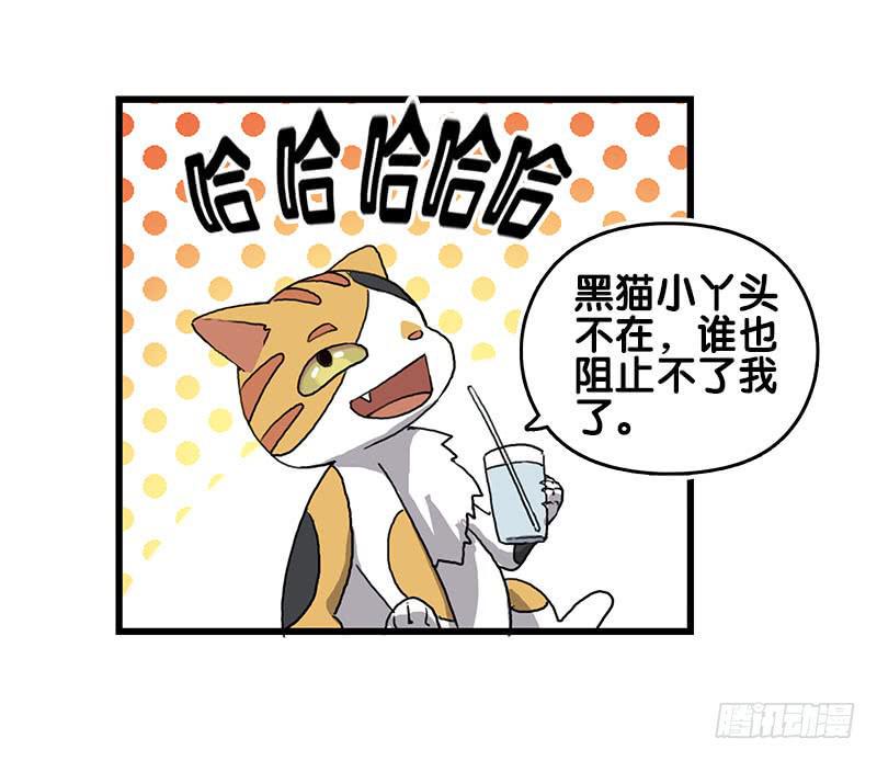 13.猫老大15