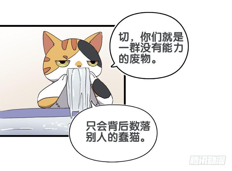13.猫老大8