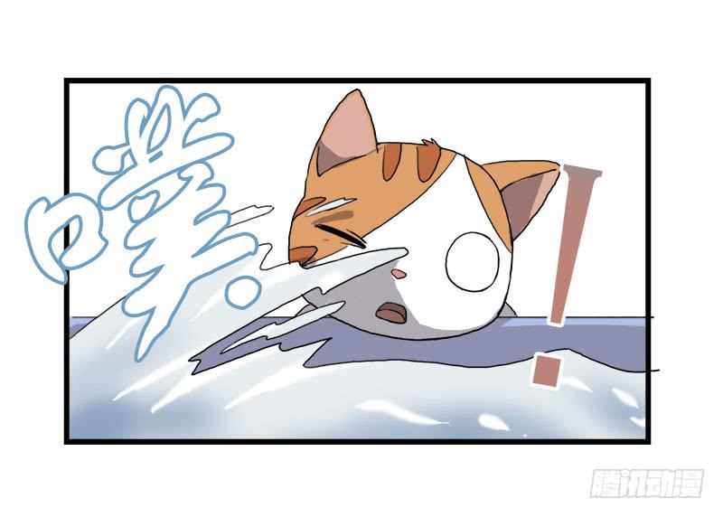 13.猫老大4