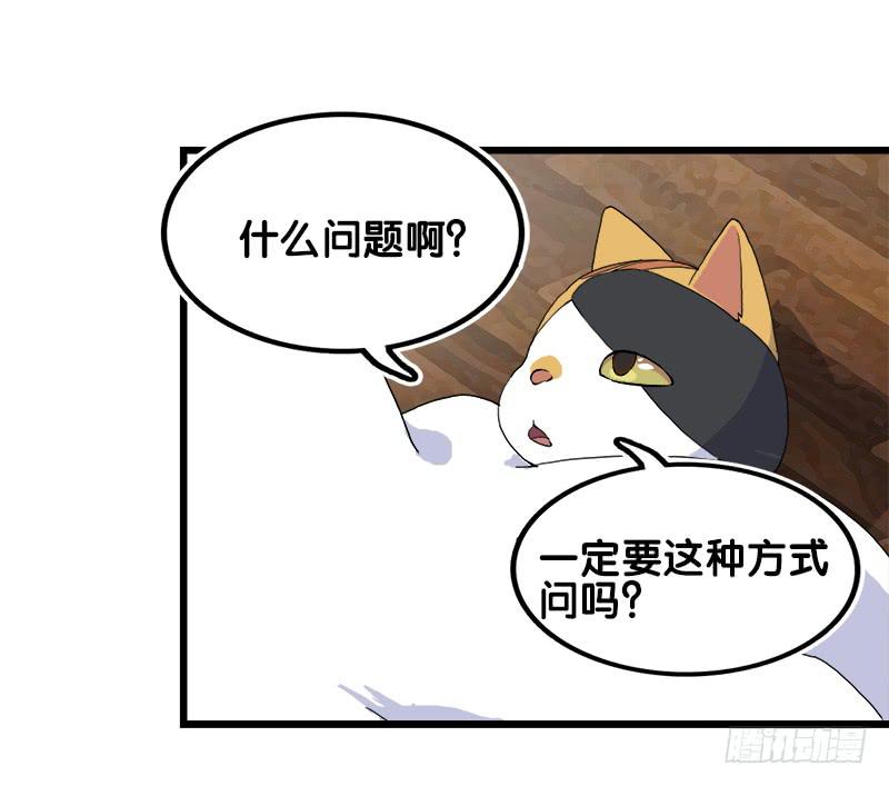 13.猫老大53