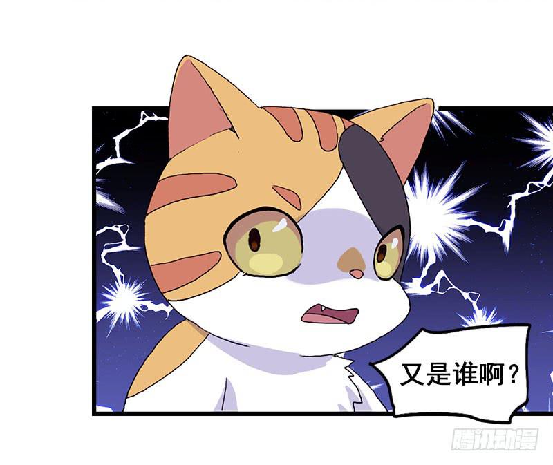 13.猫老大34