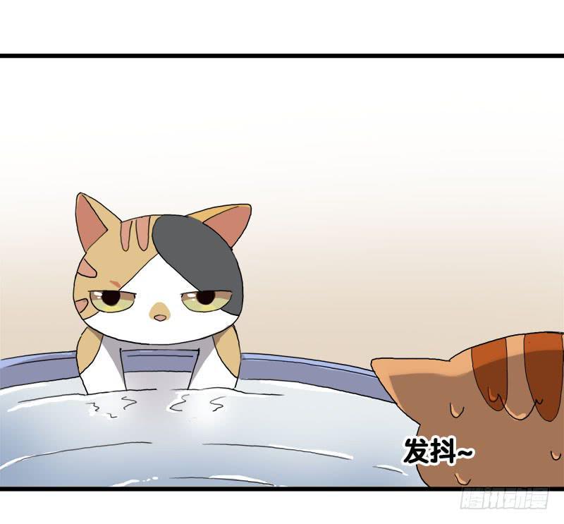 13.猫老大5