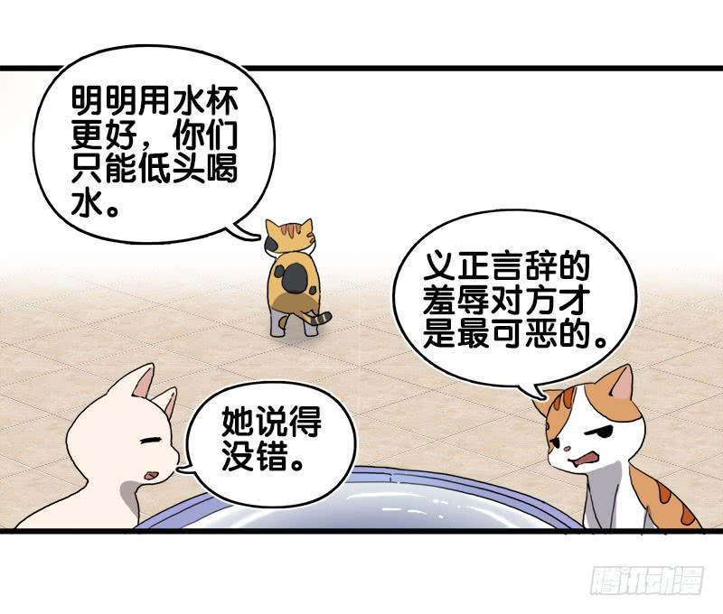 13.猫老大9