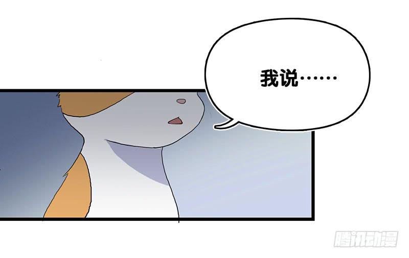 13.猫老大31